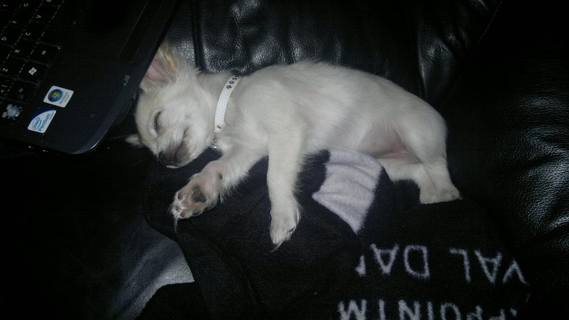 Chihuahua Molly billede 21