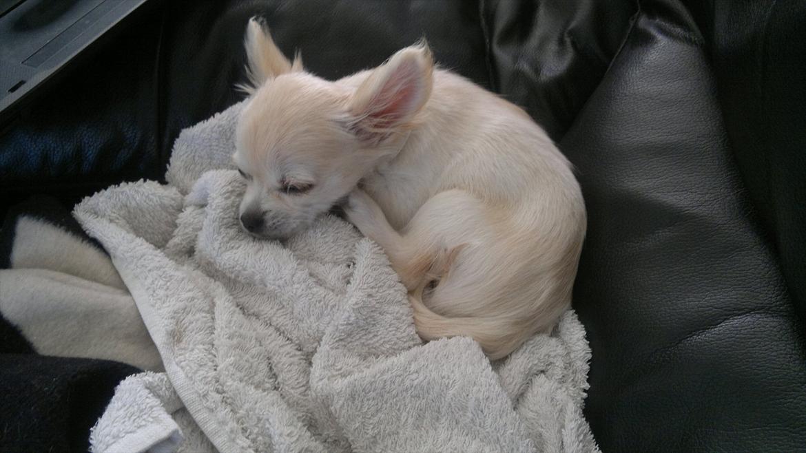 Chihuahua Molly billede 22