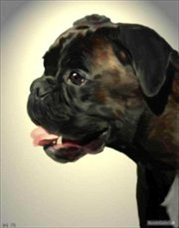 Boxer Basse/Boss billede 14