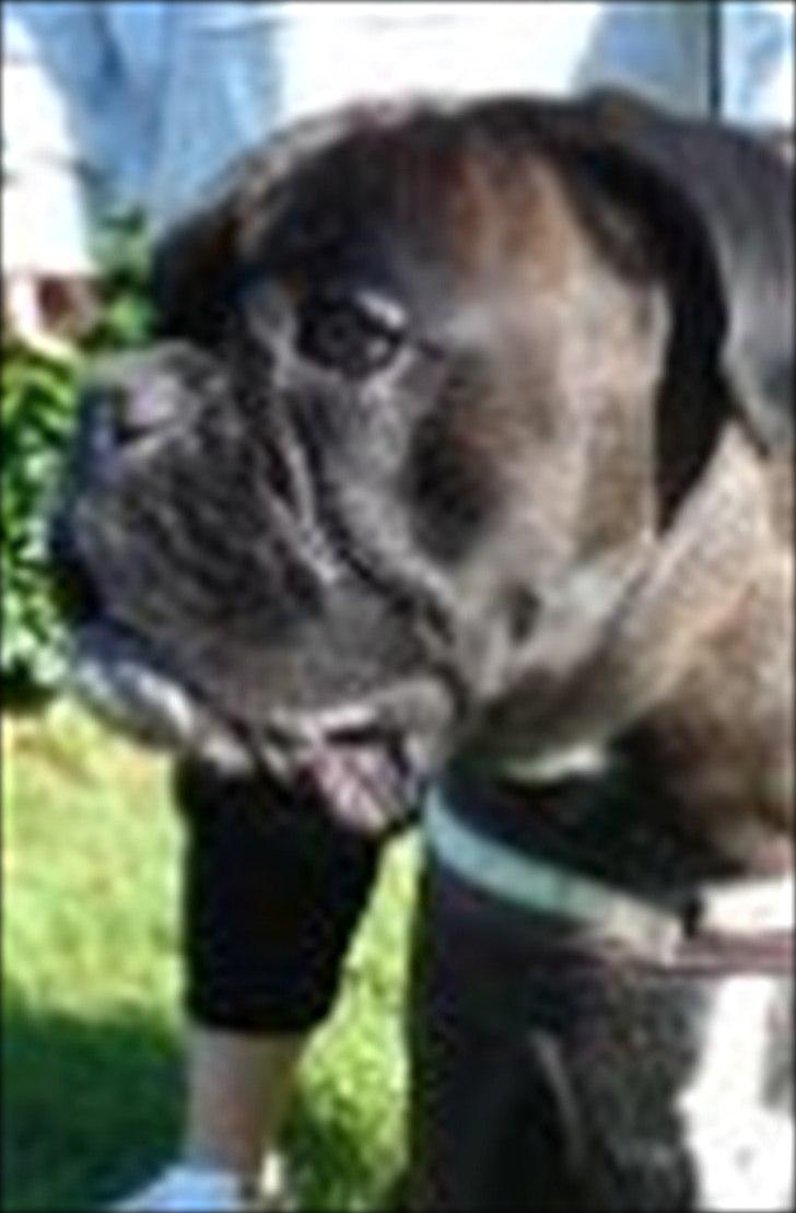 Boxer Basse/Boss - 2010 billede 15