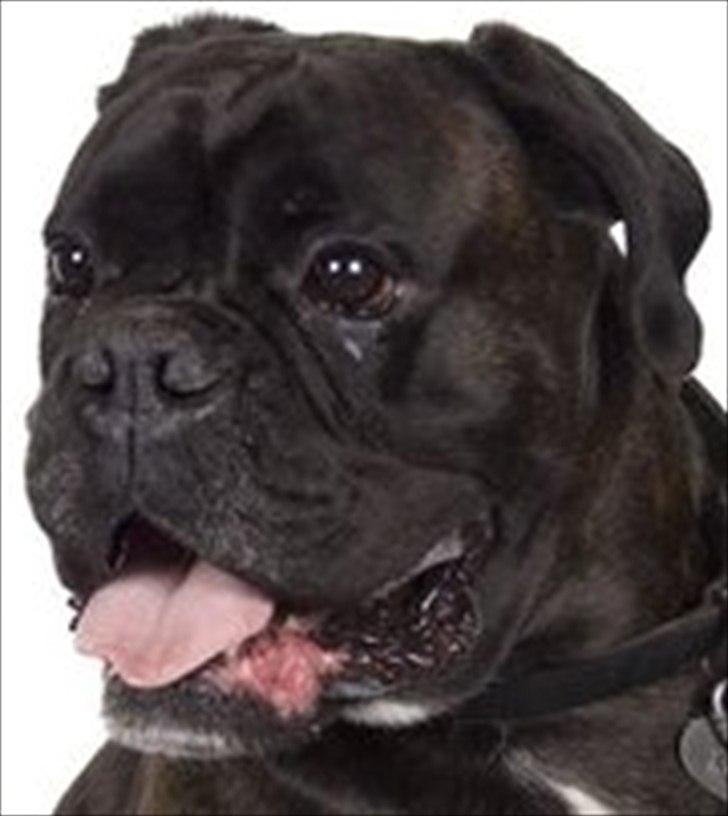 Boxer Basse/Boss billede 16