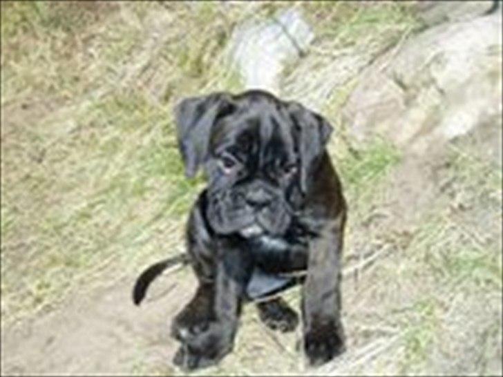 Boxer Basse/Boss billede 17