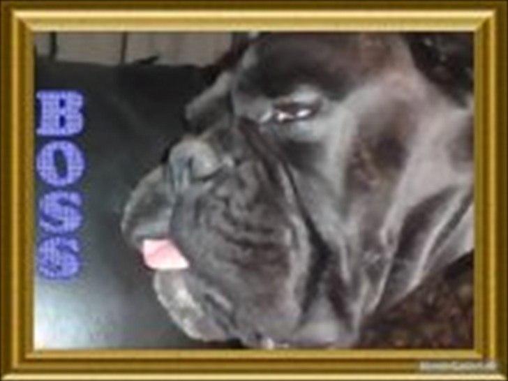 Boxer Basse/Boss billede 18