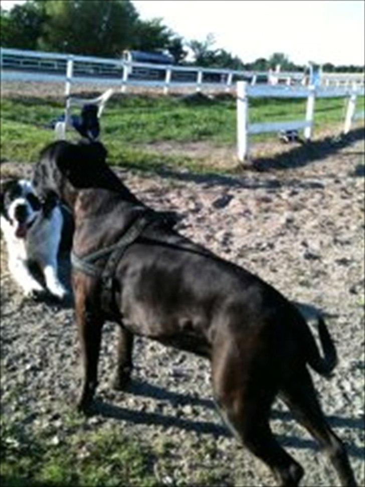 Boxer Basse/Boss - 2011 billede 20