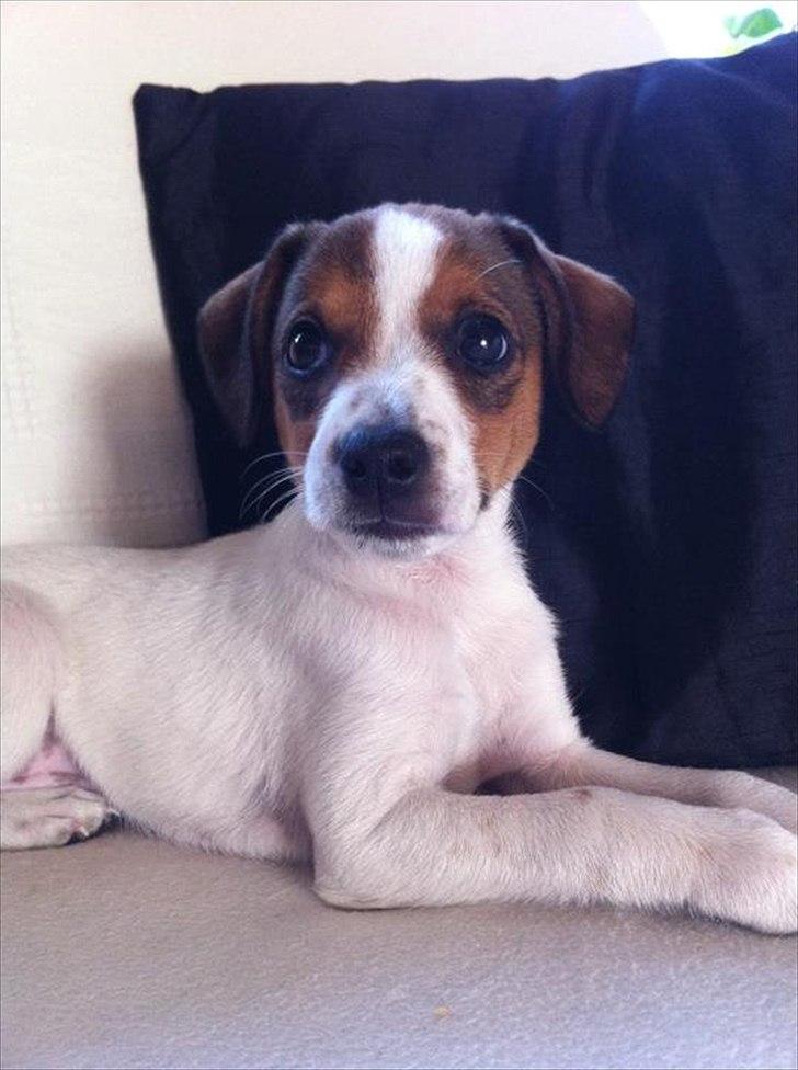 Blanding af racer Mira - :-) billede 6