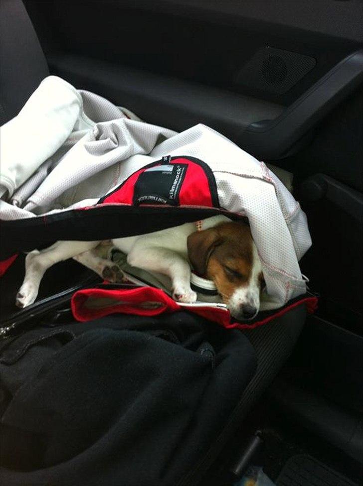 Blanding af racer Mira - det er hårdt at være med ude at køre bil ;) billede 7