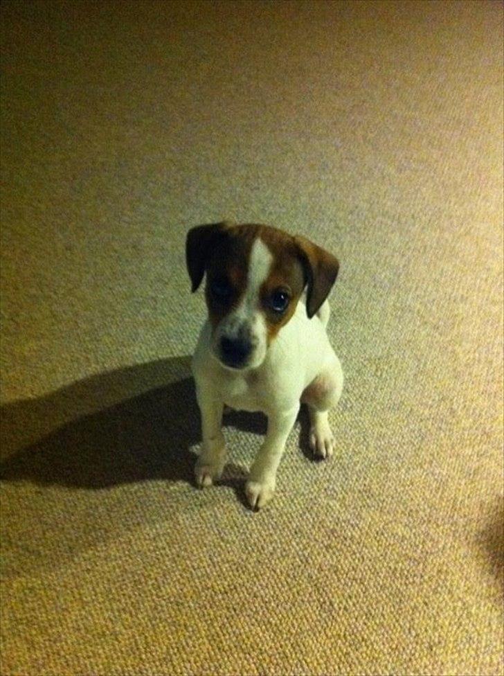 Blanding af racer Mira - mira :-) billede 8