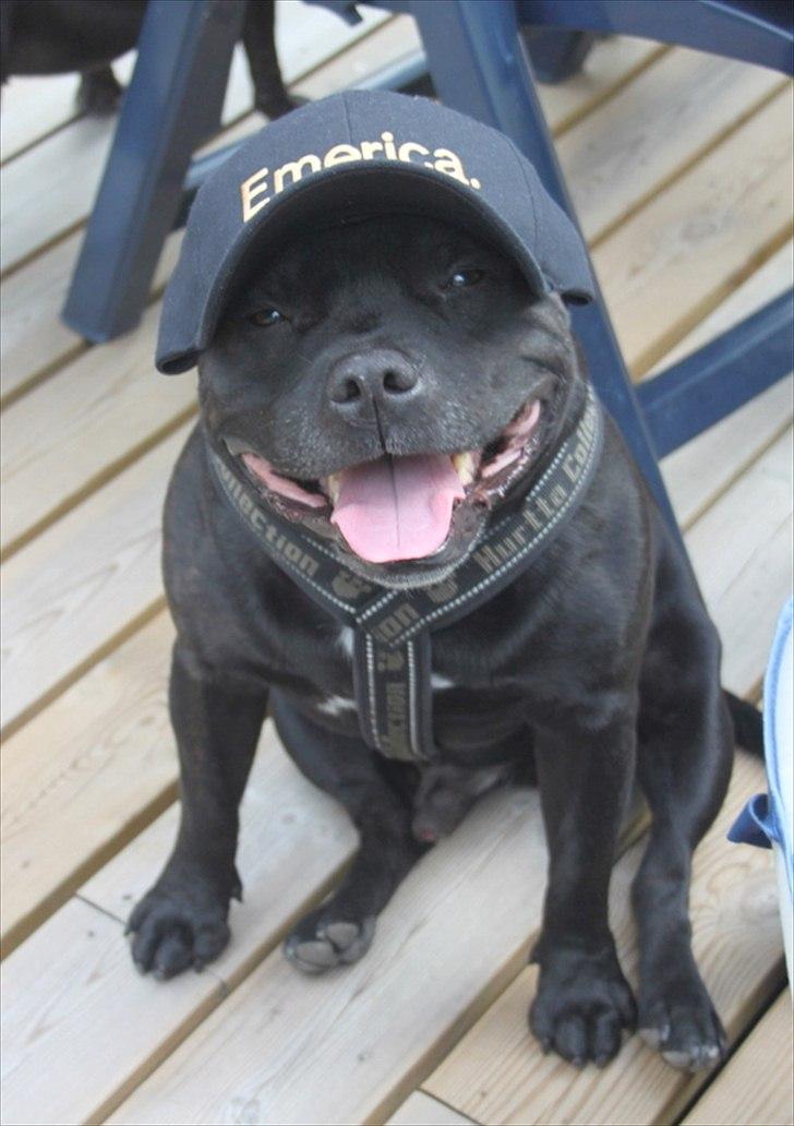 Staffordshire bull terrier Manse - Manse Aug.2011 billede 7