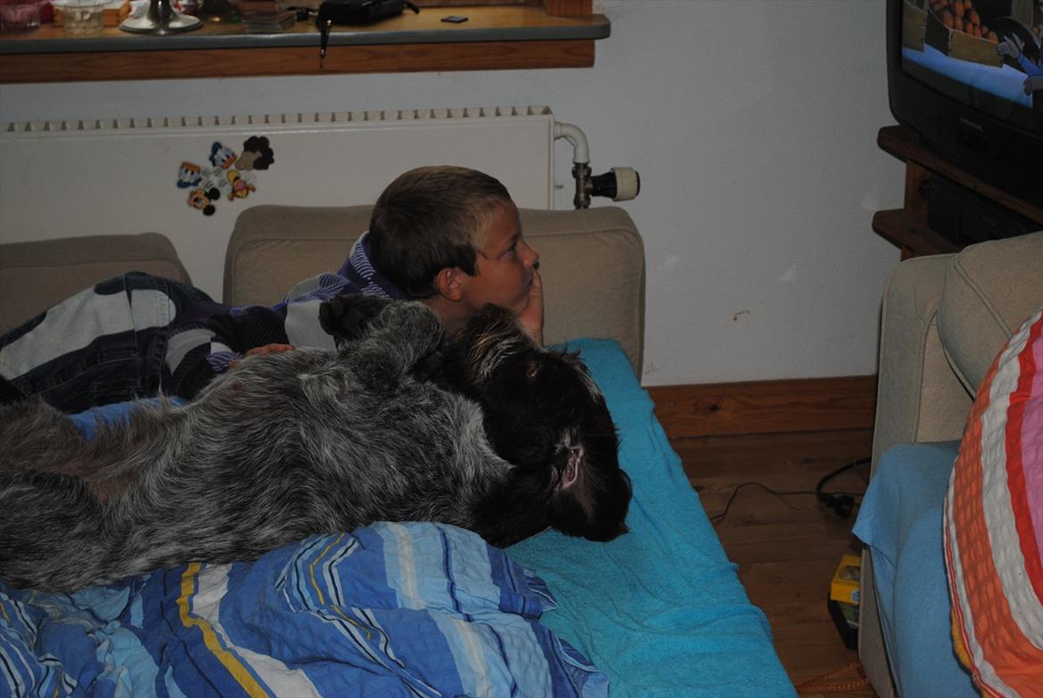 Ruhåret hønsehund Gina - Gina elsker at ligge og se tegnefilm med Mikkel billede 12