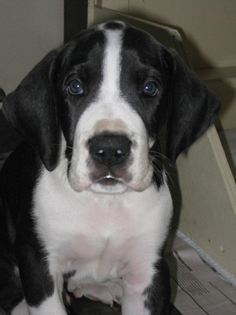 Grand danois Ludvig - Smukke Ludvig-6 1/2 uge gammel. billede 1