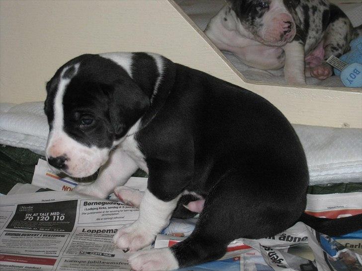 Grand danois Ludvig billede 2