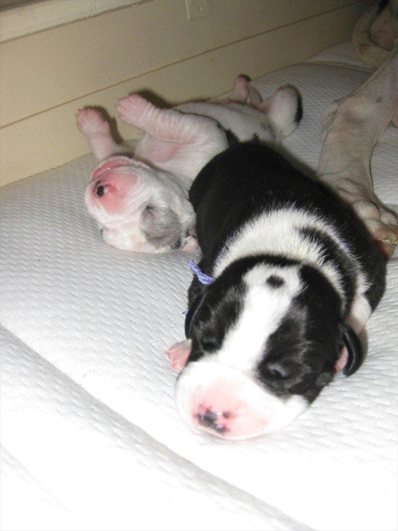 Grand danois Ludvig billede 3