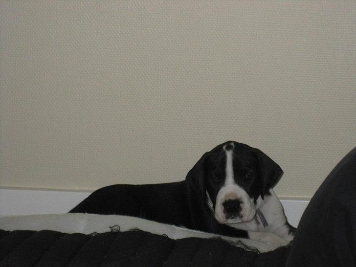 Grand danois Ludvig billede 5