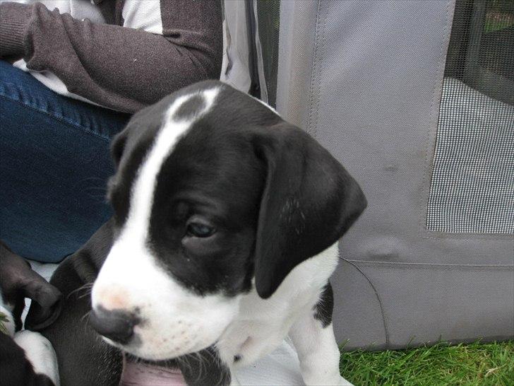 Grand danois Ludvig billede 6