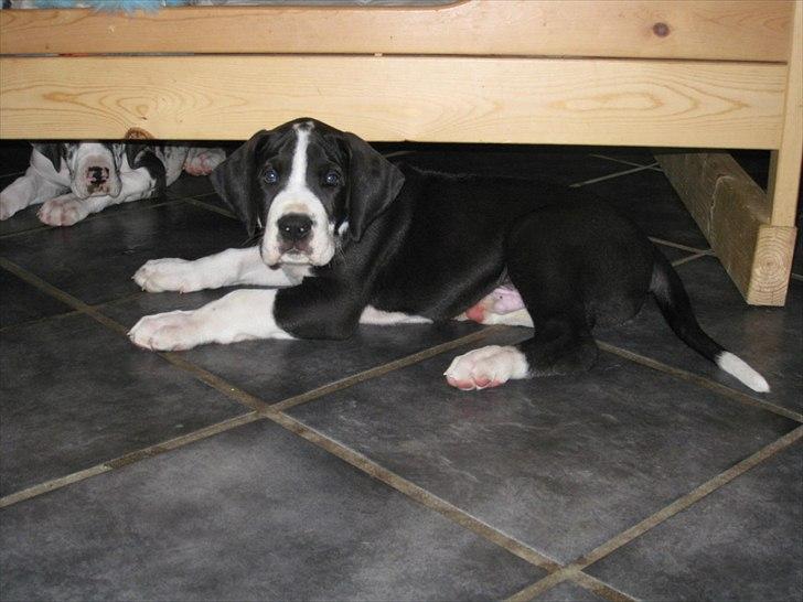 Grand danois Ludvig billede 7