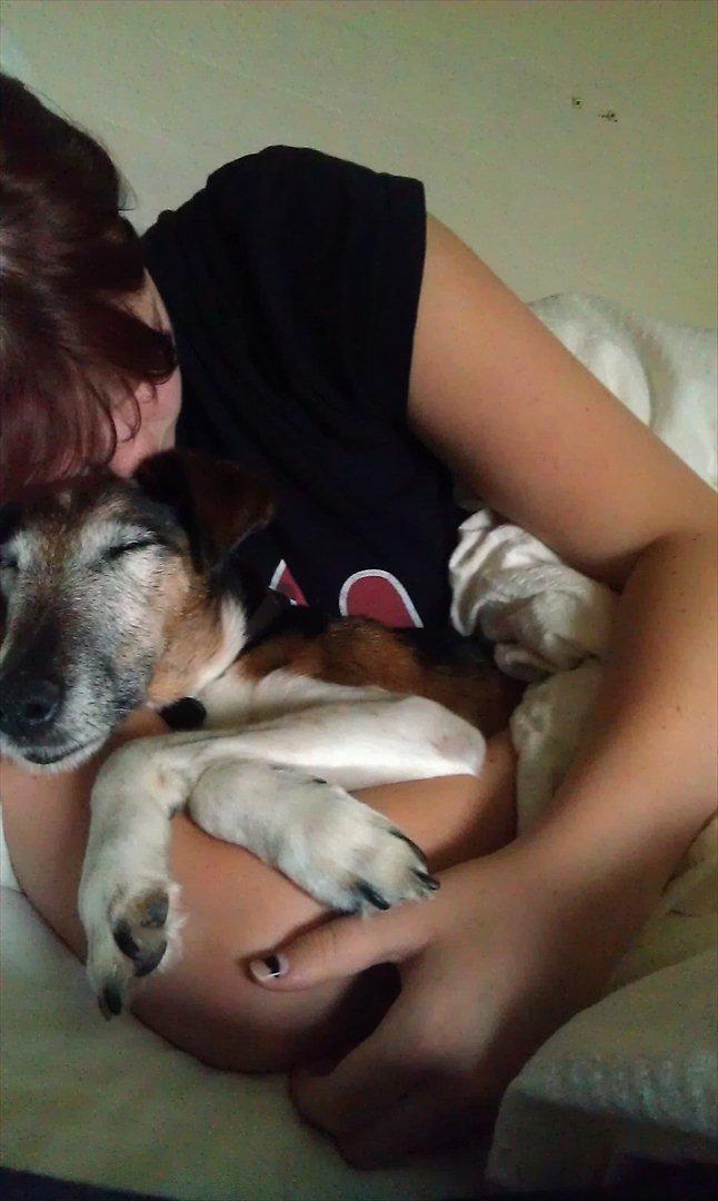 Glathåret foxterrier Ricko - Morgenhygge <3 - Billede taget af min søster. billede 9