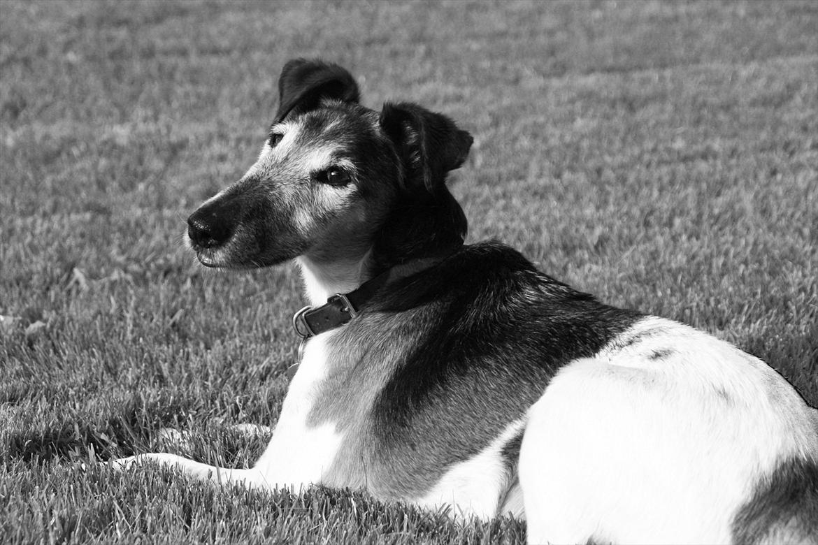 Glathåret foxterrier Ricko - Hygge i haven. - Billede taget og redigeret af mig. billede 10