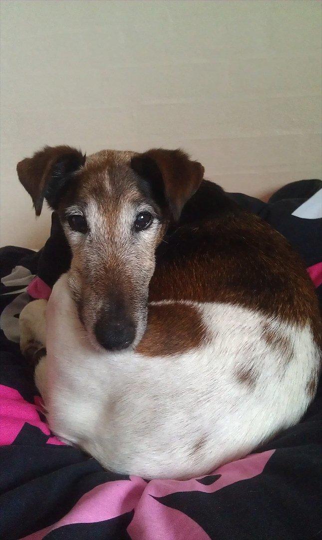 Glathåret foxterrier Ricko - Forstår ikke hvordan kan kan ligge sådan, hah :D - Billede taget af mig. billede 11