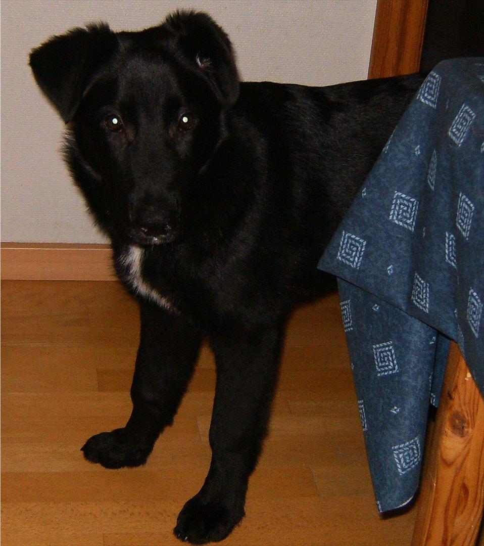 Blanding af racer Balto billede 1