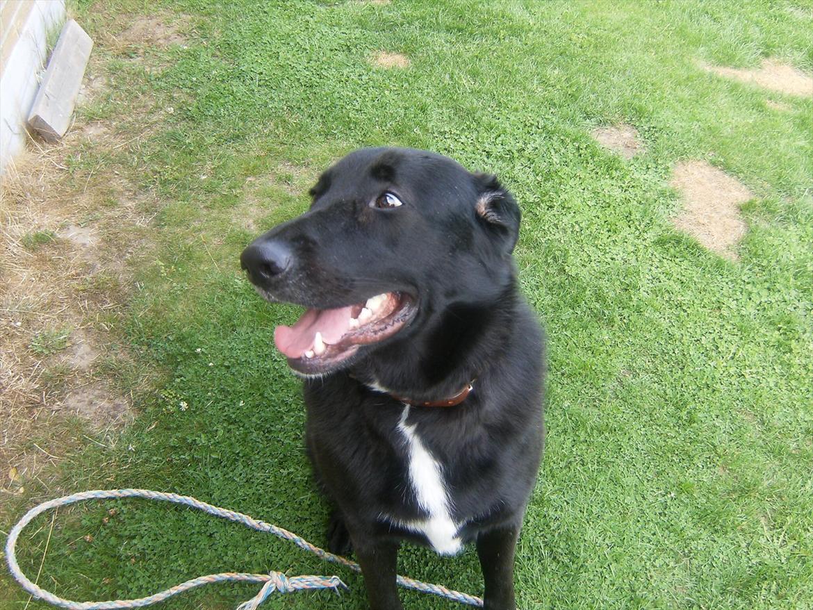 Blanding af racer Balto billede 9