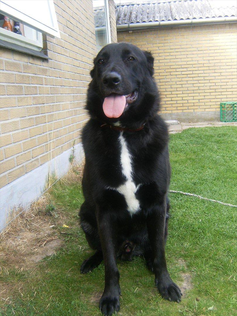 Blanding af racer Balto billede 10