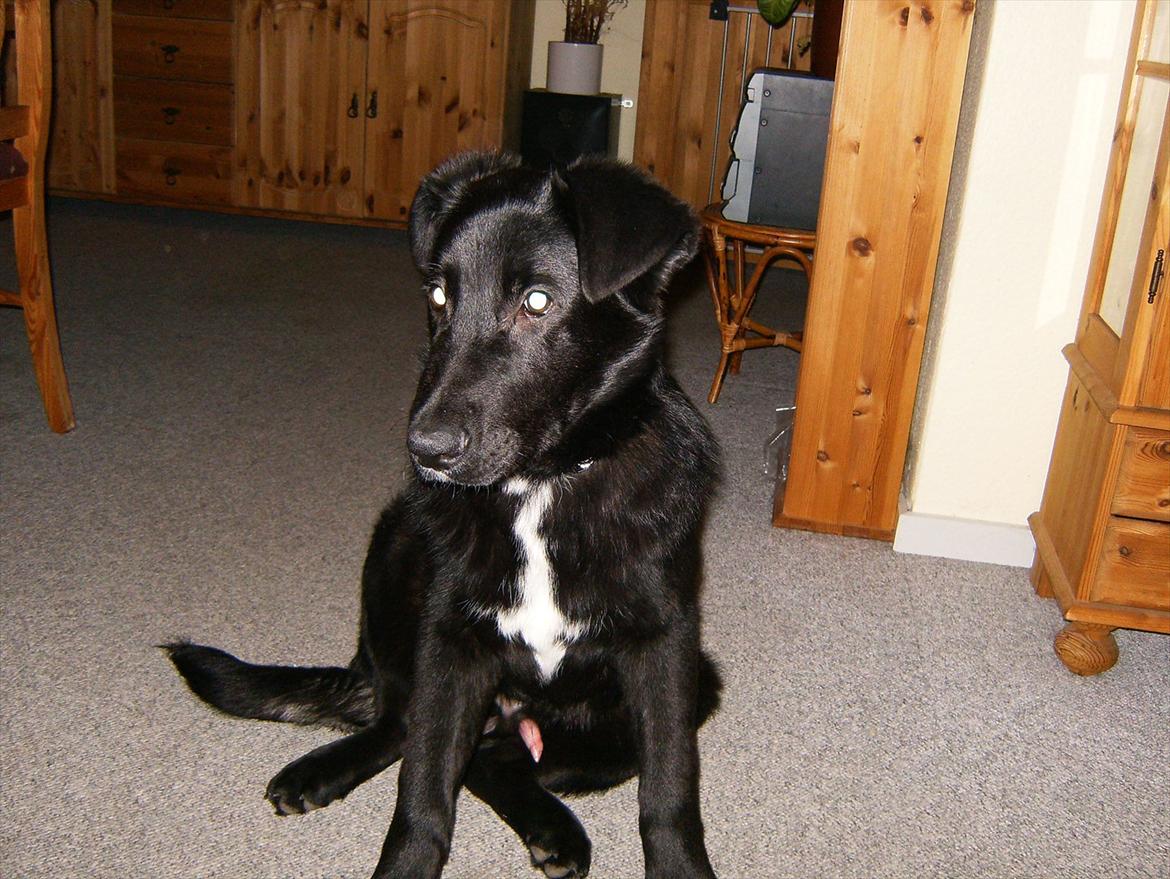 Blanding af racer Balto billede 3