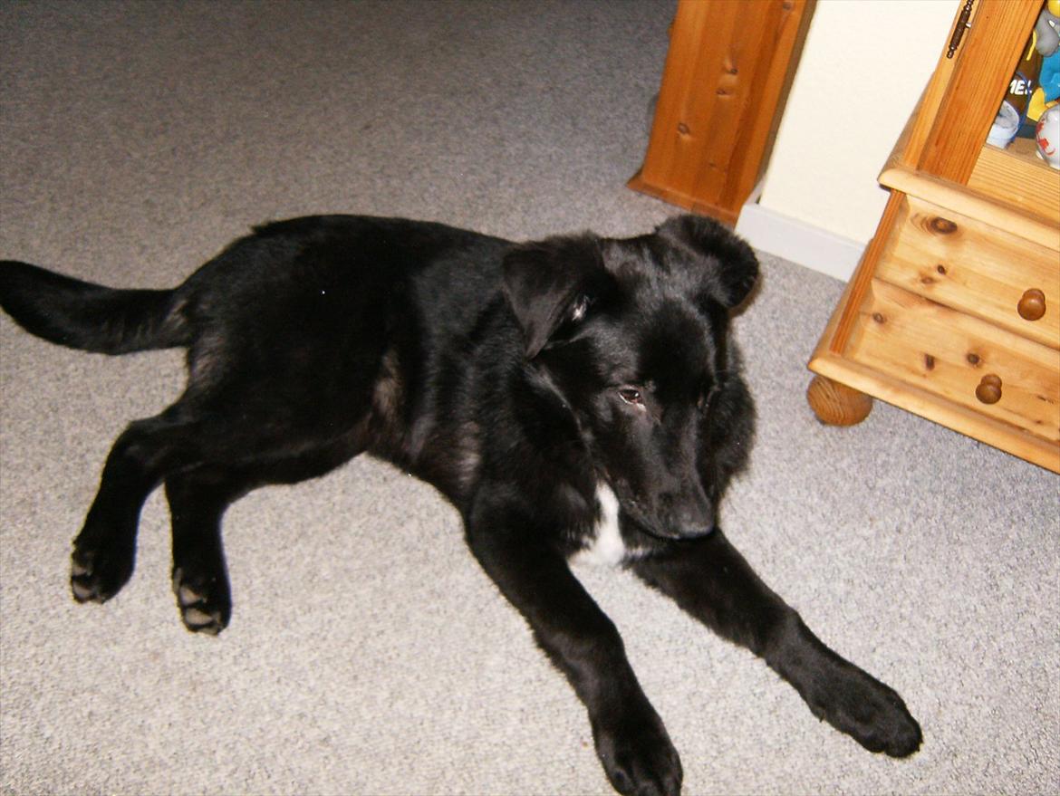 Blanding af racer Balto billede 2