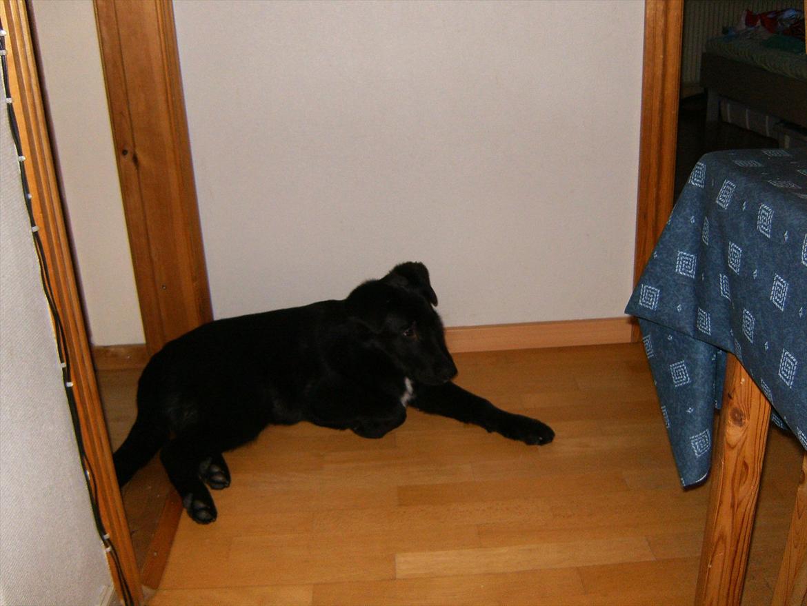 Blanding af racer Balto billede 4