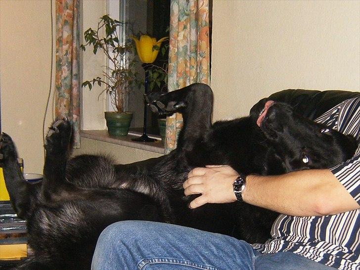 Blanding af racer Balto billede 11