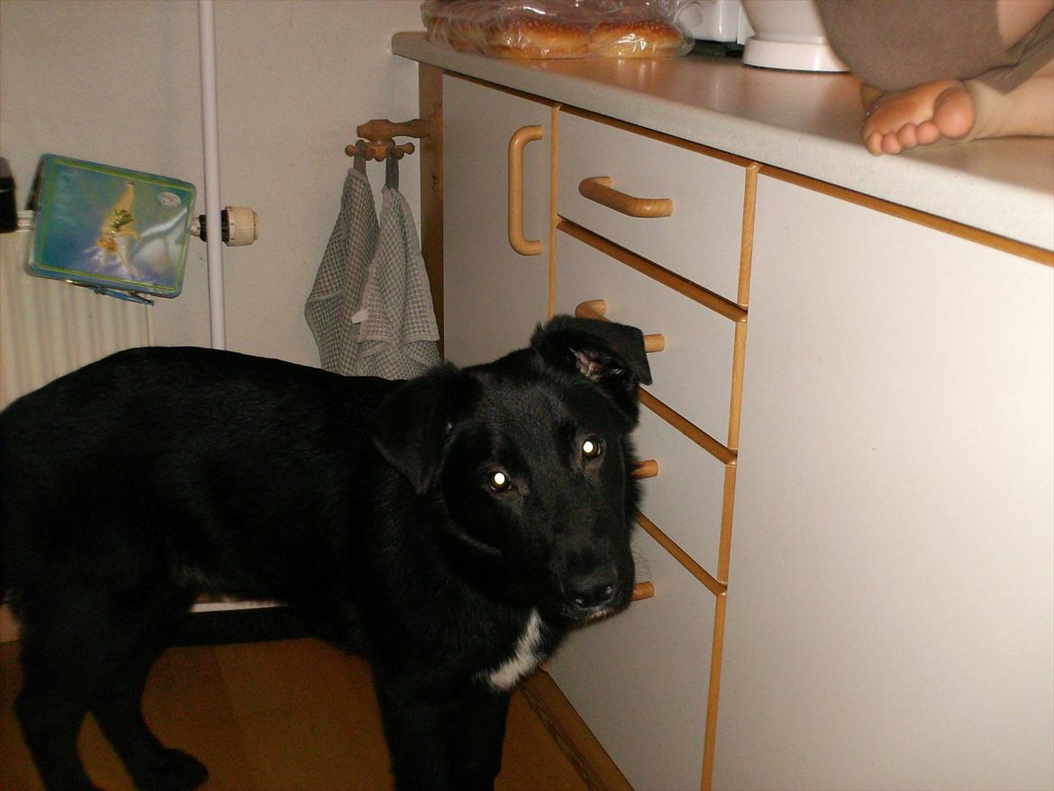 Blanding af racer Balto billede 5