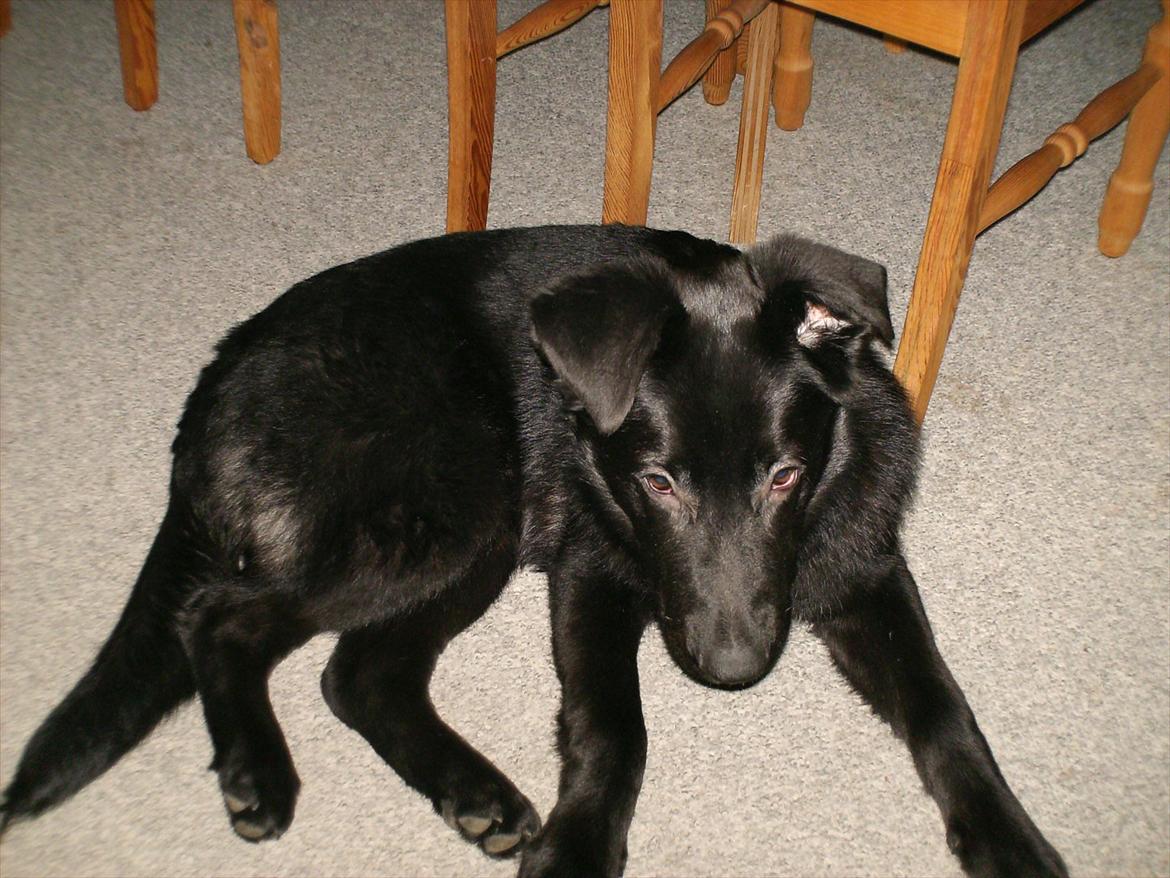 Blanding af racer Balto billede 6