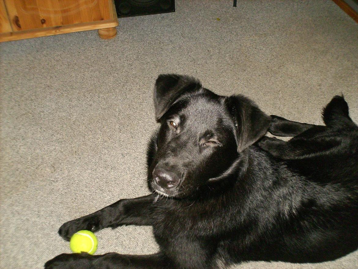 Blanding af racer Balto billede 7