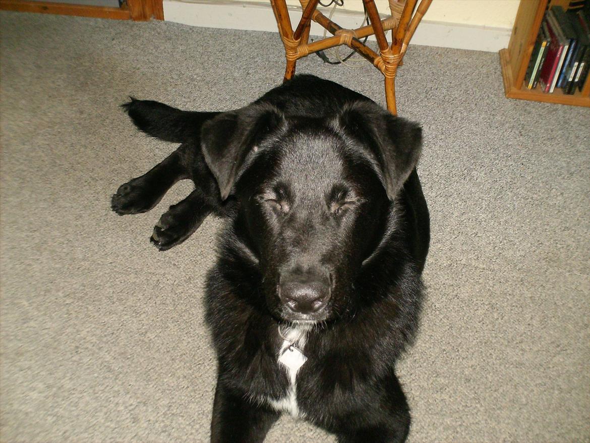 Blanding af racer Balto billede 8