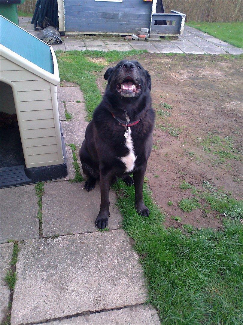 Blanding af racer Balto billede 12