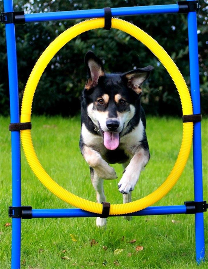 Blanding af racer Akeela - Tak for kigget :-) Læg gerne en kommentar, og en bedømmelse.
Billedet er taget af min mor.
Potedask fra Akeela billede 32