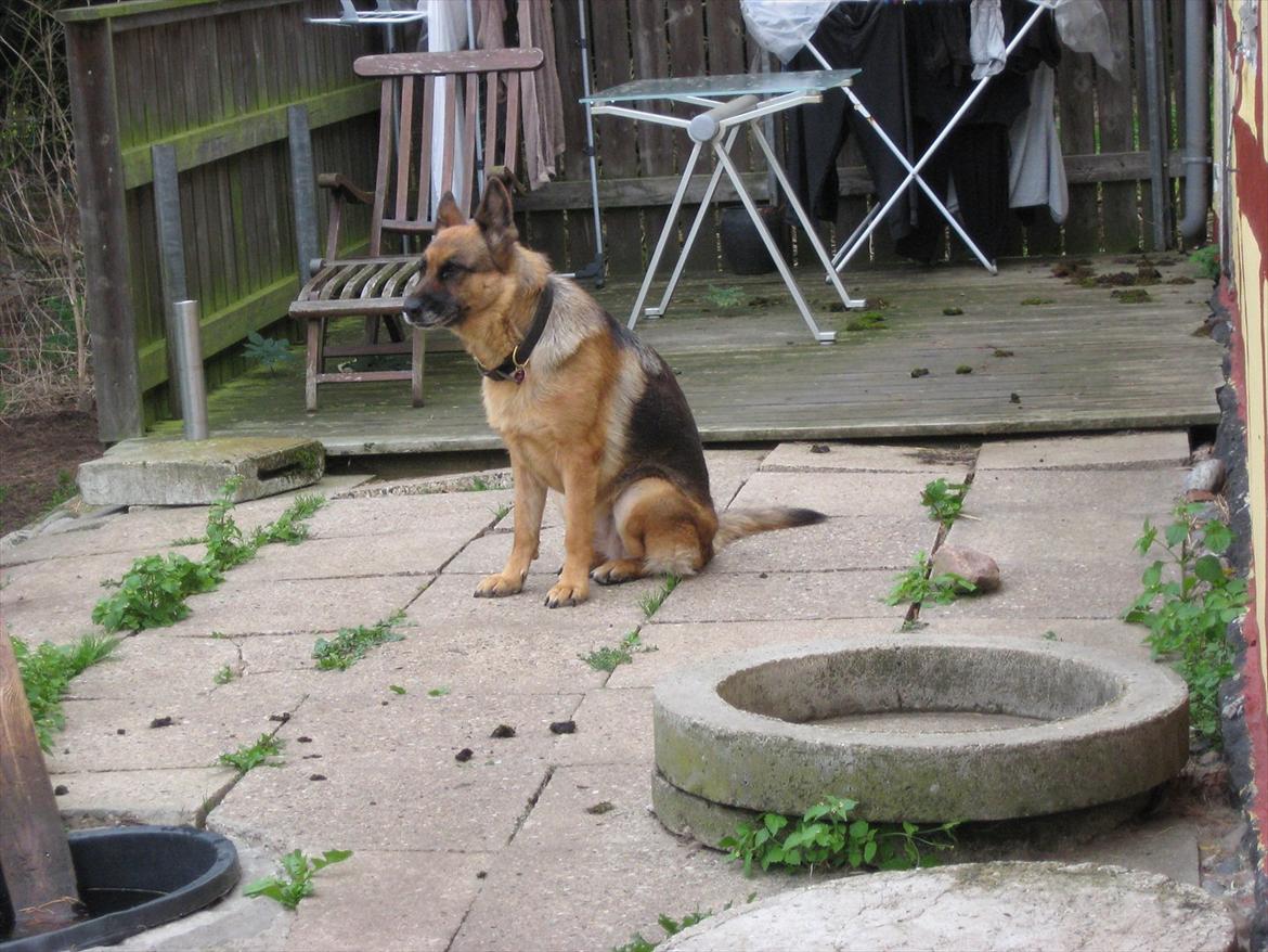 Schæferhund Bonnie billede 11