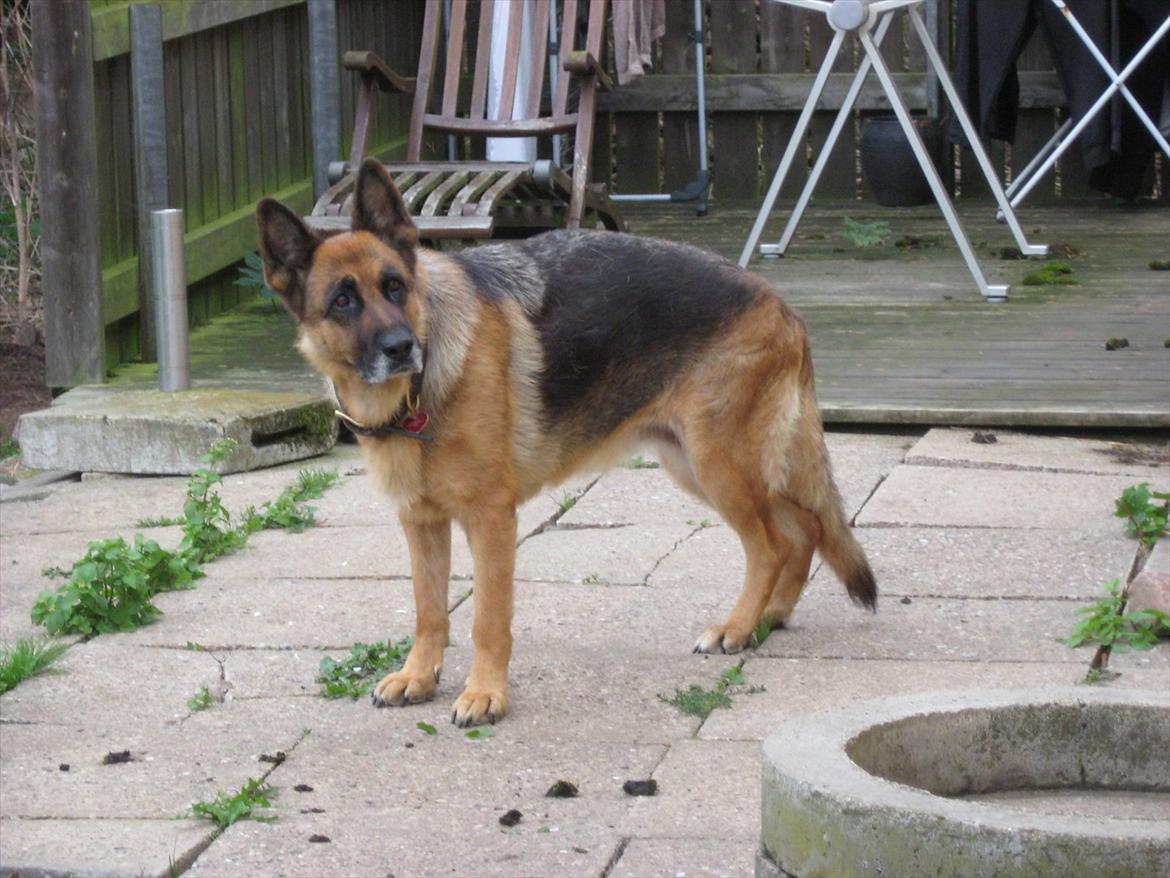 Schæferhund Bonnie billede 1