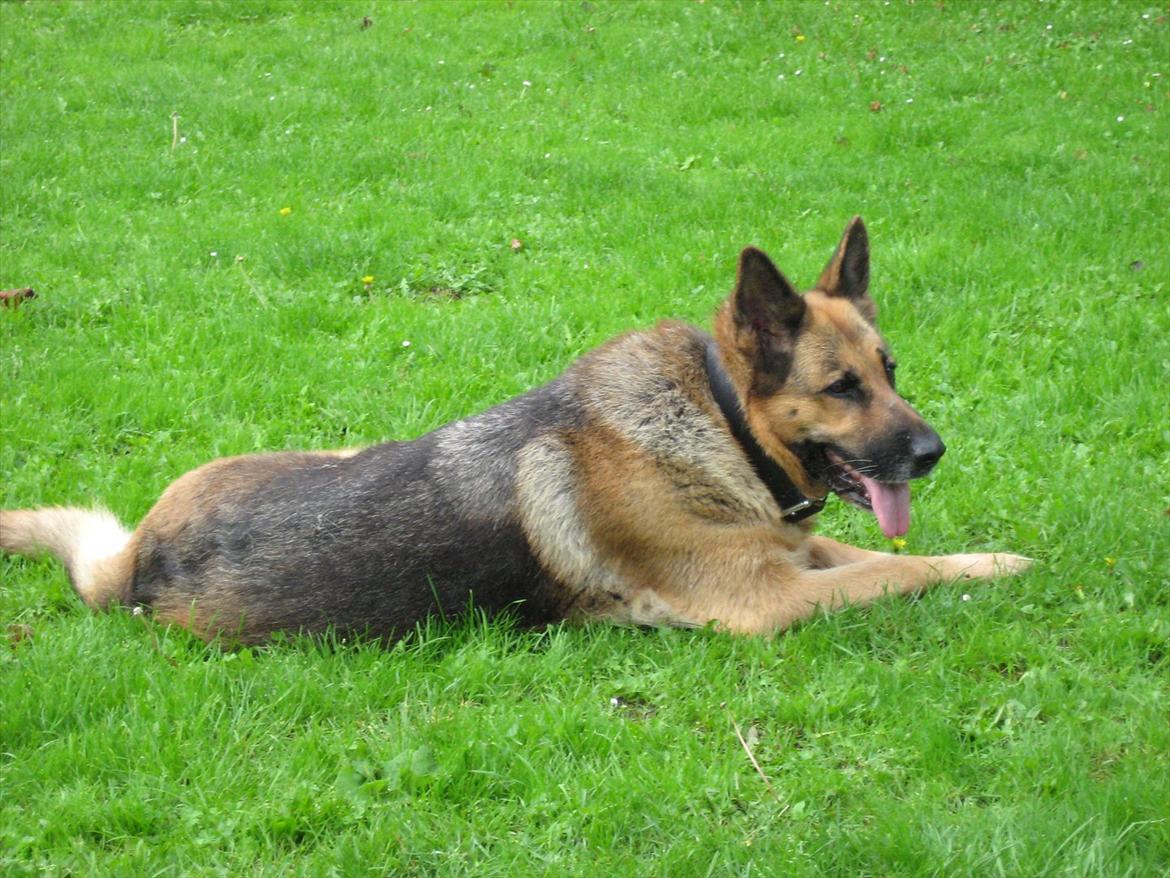 Schæferhund Lucie billede 1