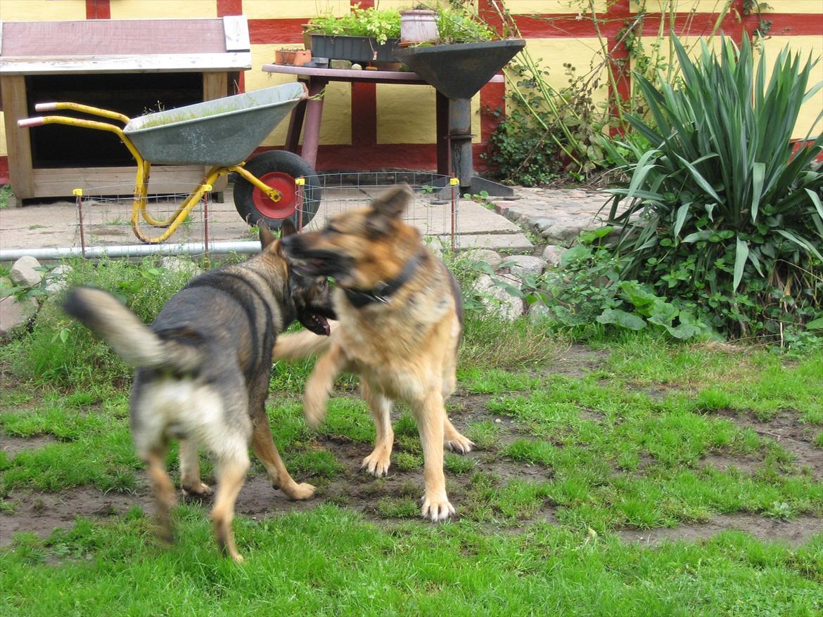 Schæferhund Lucie billede 8