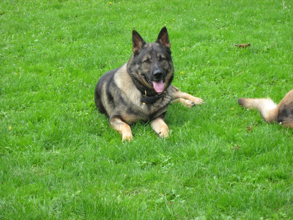 Schæferhund Kuba billede 1