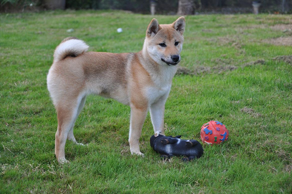 Shiba Chaos - 21 uger gammel billede 3