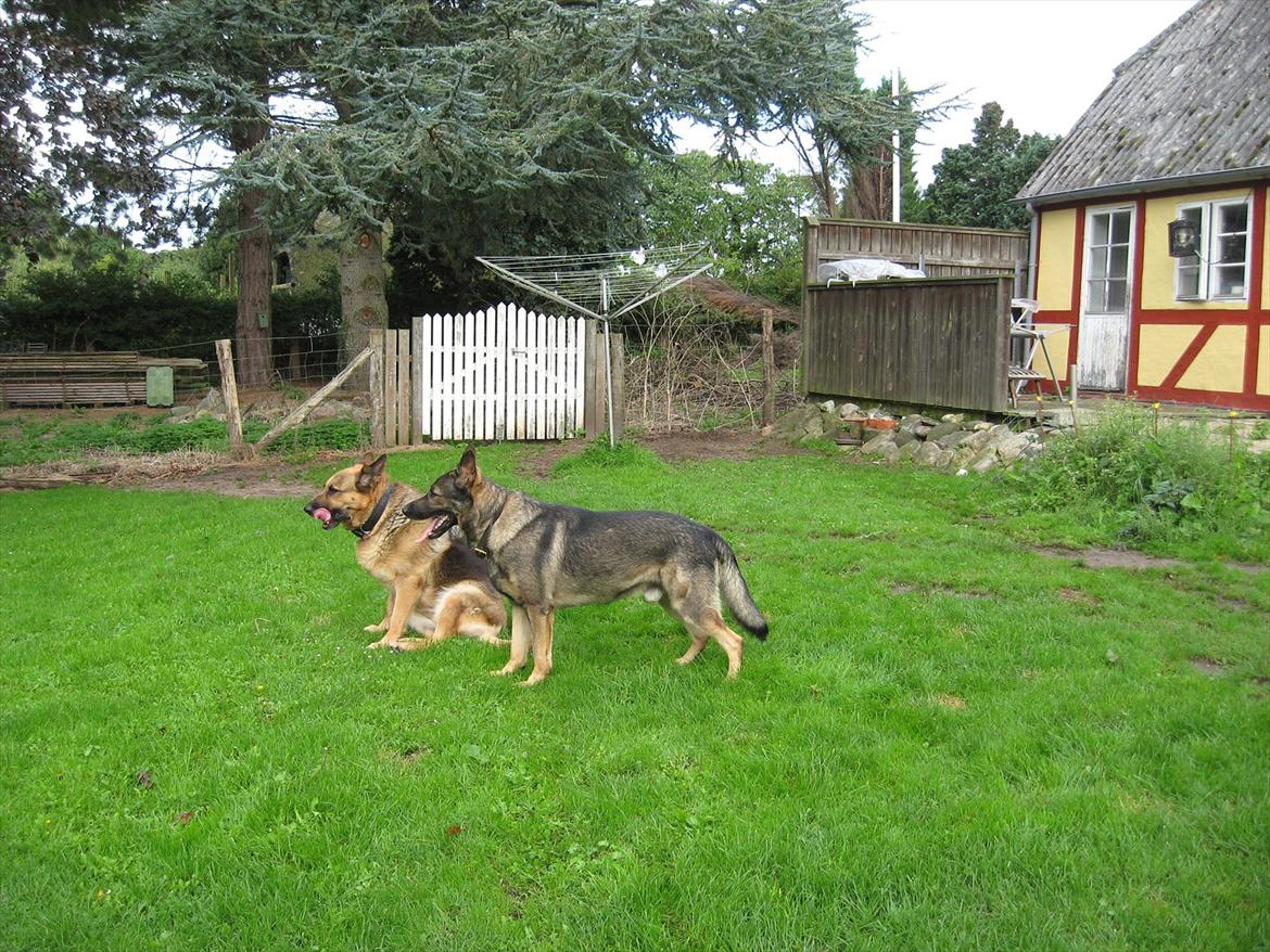 Schæferhund Kuba billede 10