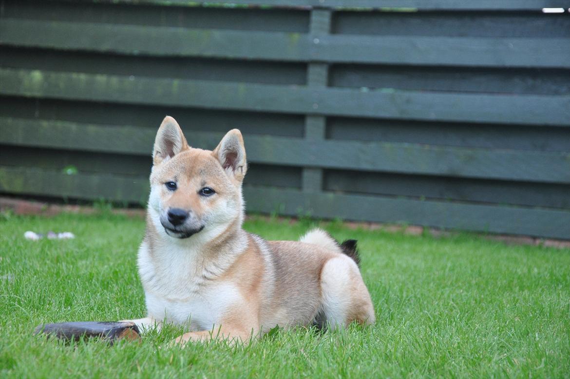 Shiba Chaos billede 4