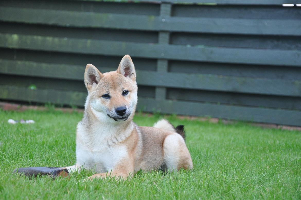 Shiba Chaos billede 5