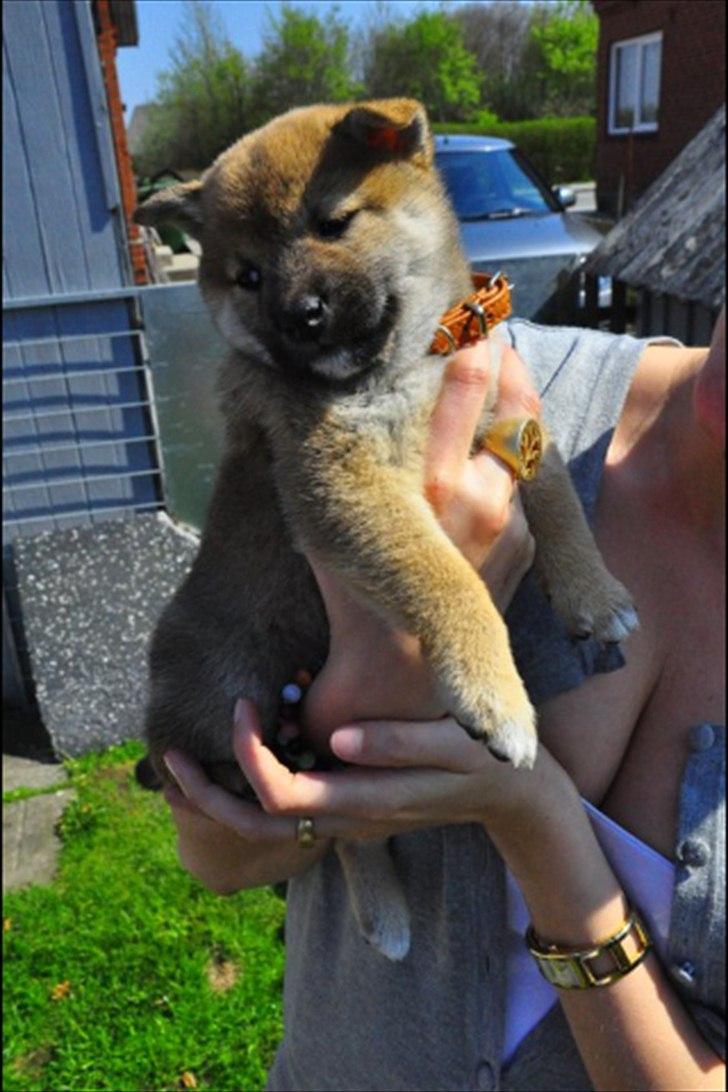 Shiba Chaos - 9 uge rgammel billede 1