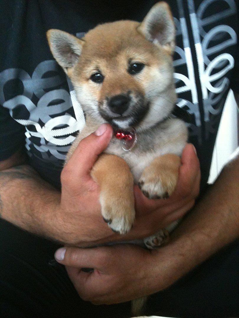 Shiba Chaos - 12 uger gammel billede 2