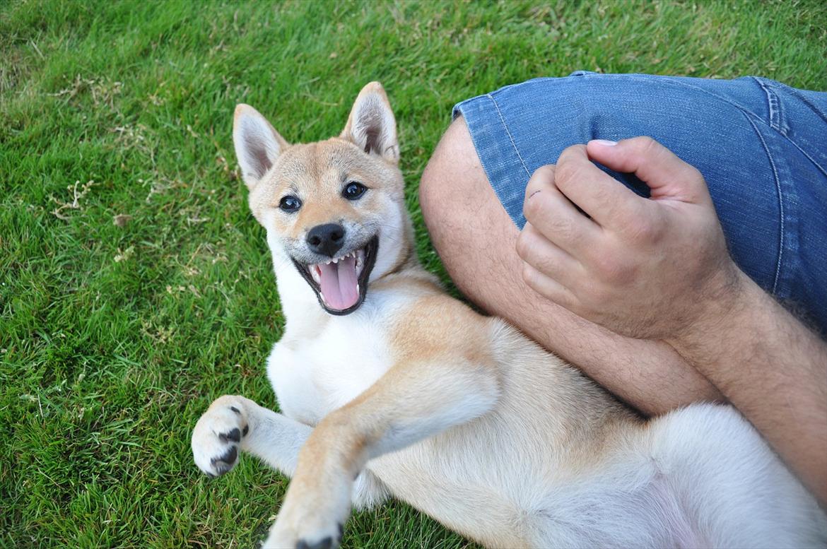 Shiba Chaos billede 6