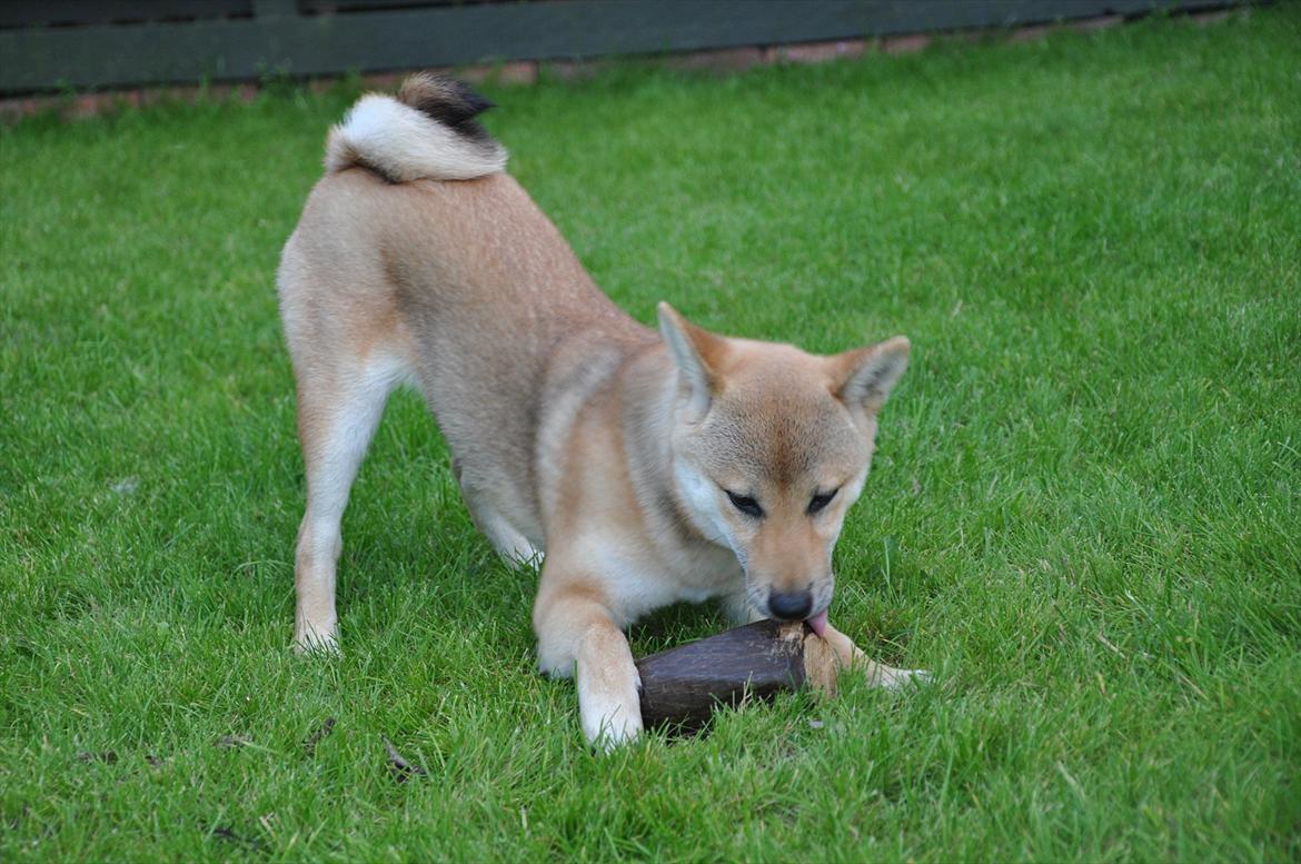 Shiba Chaos billede 7