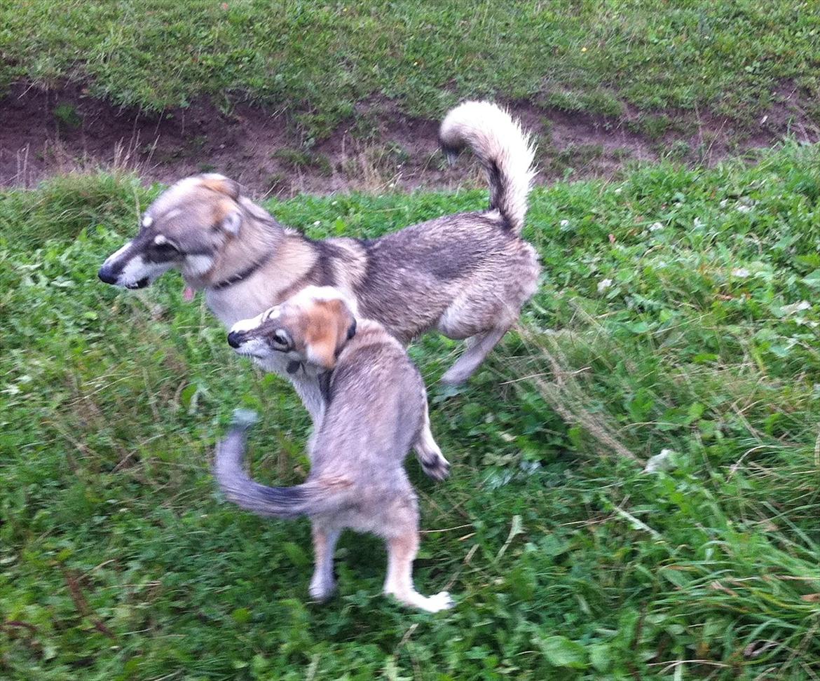 Tamaskan Dog Sølve - Bridge of Sighs - Sølve (næsten 9 måneder) og Matsi (13 uger - kan findes herinde under Tamaskan Dog) i hundeskoven på Fyn billede 5