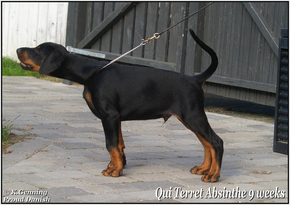 Dobermann Qui Terret Absinthe billede 14